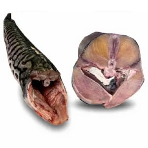 BAGRE RAYADO SIN CABEZA