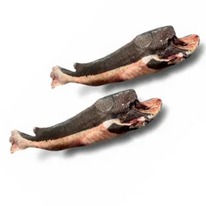 CAJARO MEDIANO SIN CABEZA