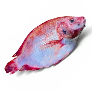 MOJARRA ROJA